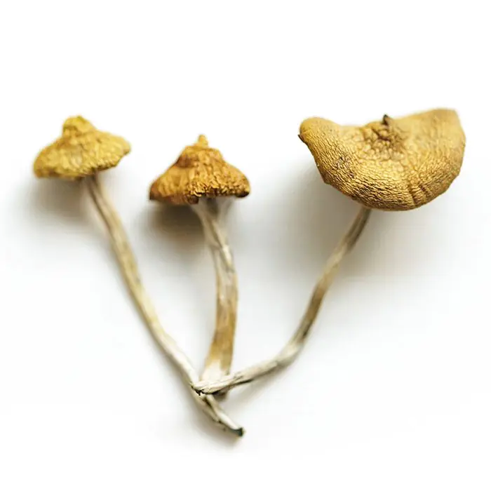 Outdoor Paddo's - Psilocybe Azurescens Growkit 500 gram