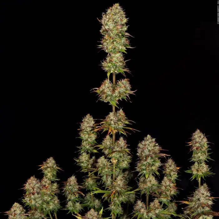 Apricot Candy (Paradise Seeds)