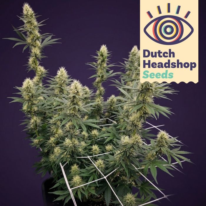 Auto Biscotti Mintz (Huismerk) main product photo