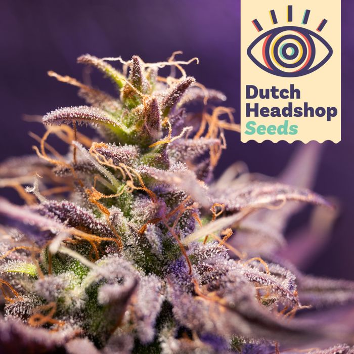 Auto CBD Zero Stress Amnesia (Huismerk) main product photo