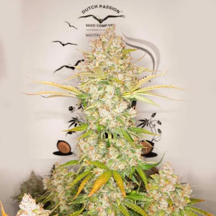 Auto Lemon Kix (Dutch Passion)