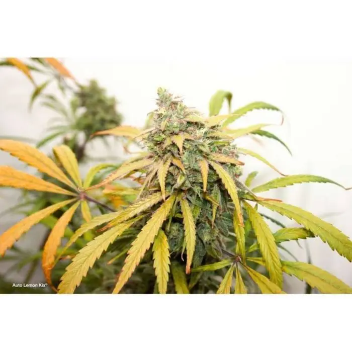 Auto Lemon Kix (Dutch Passion)