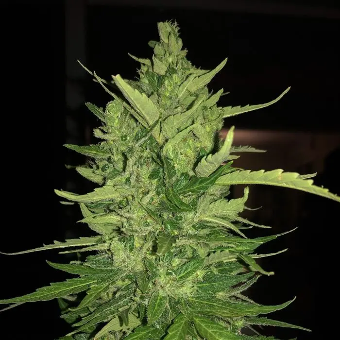 CBD Auto Charlotte’s Angel (Dutch Passion) 3 zaden