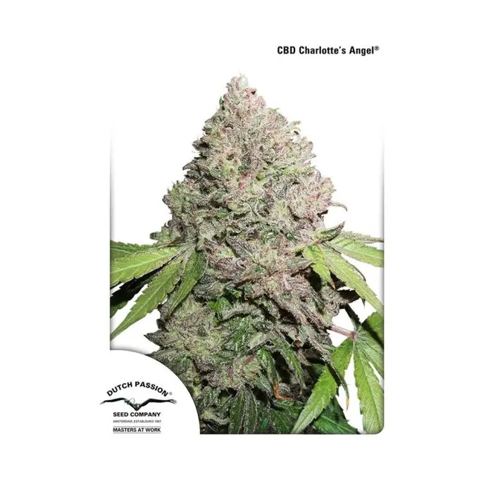 CBD Auto Charlotte’s Angel (Dutch Passion) 3 zaden