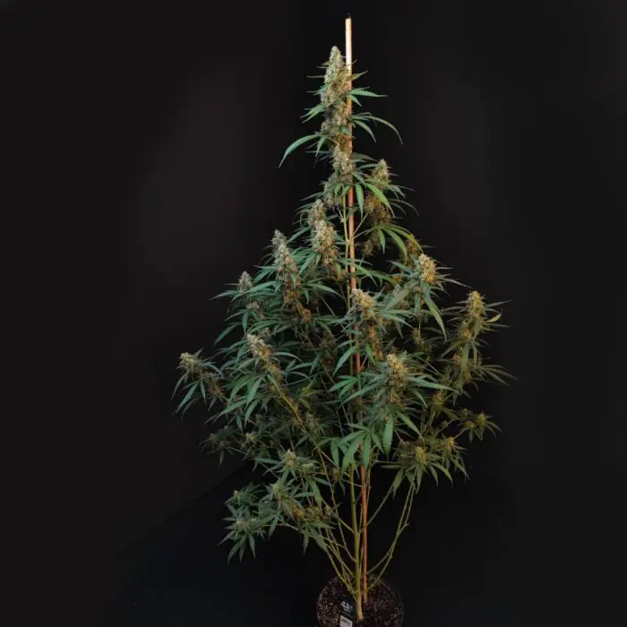 Cheese Auto (Fast Buds)