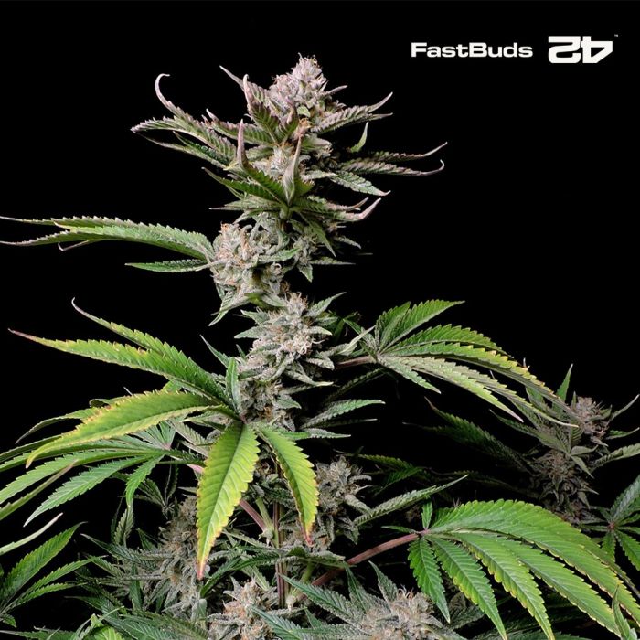 Cherry Cola Auto (Fast Buds) main product photo