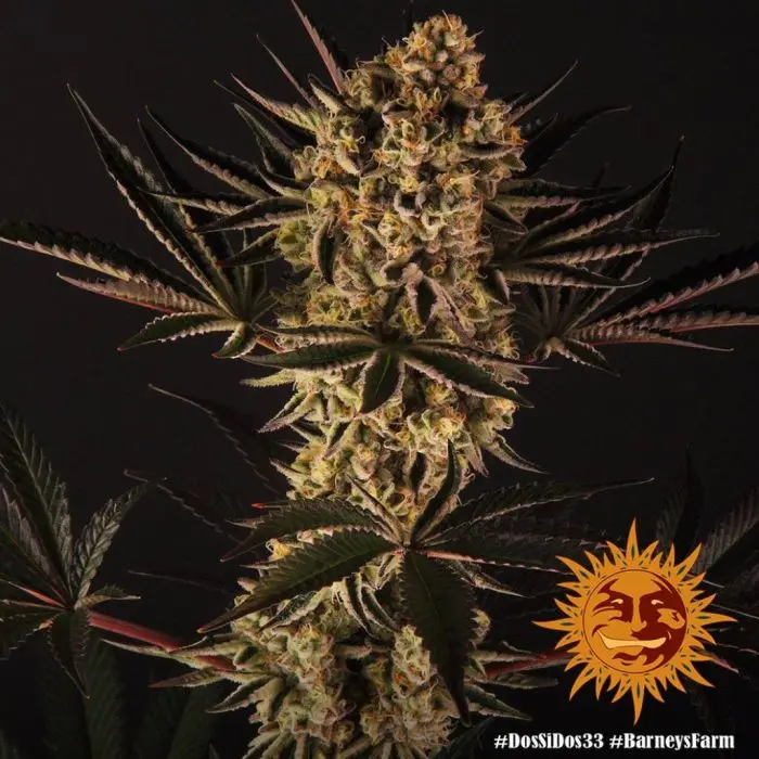 Dos Si Dos 33 (Barney's Farm)