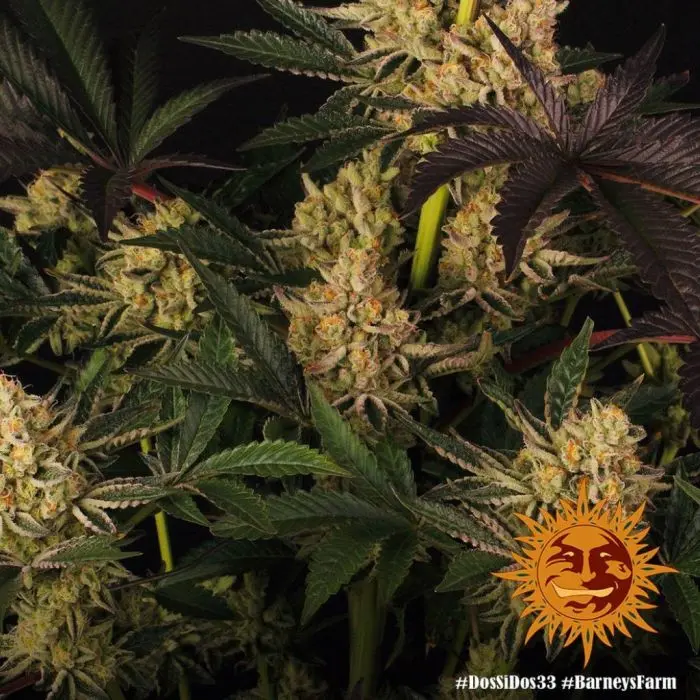 Dos Si Dos 33 (Barney's Farm)