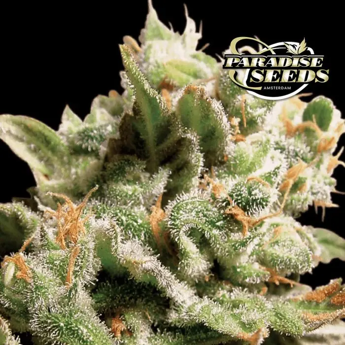 Dutch Dragon (Paradise Seeds)