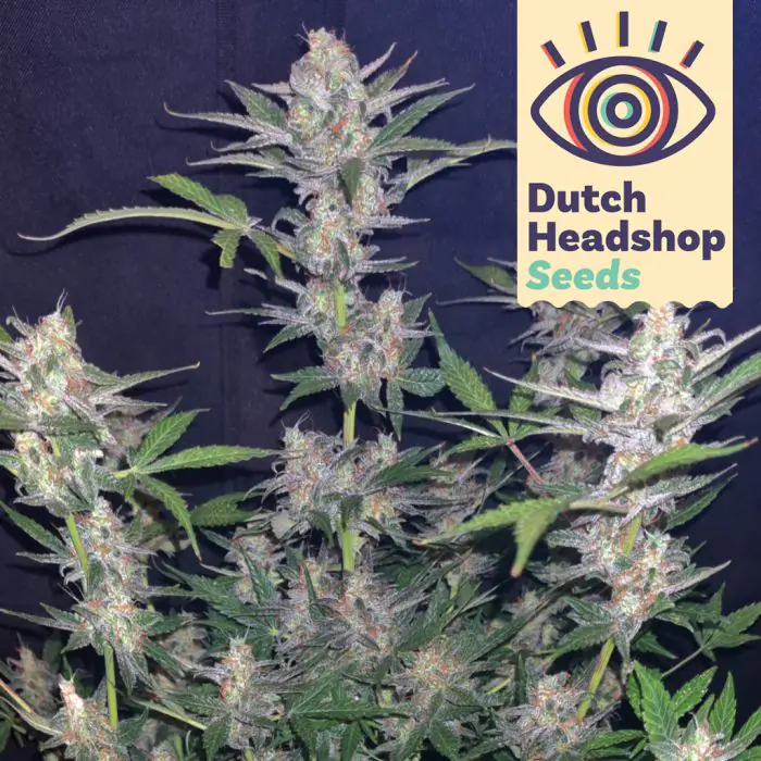 Auto White Widow (Huismerk)