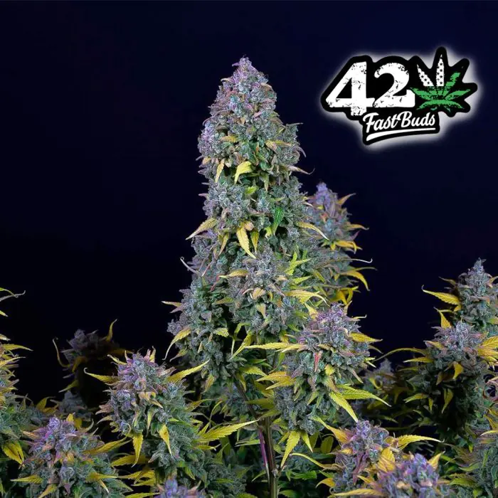 Gelato Auto (Fast Buds)