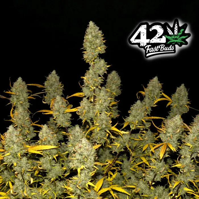 Gelato Auto (Fast Buds)