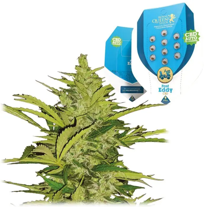 Fast Eddy Automatic CBD (Royal Queen Seeds) 5 zaden