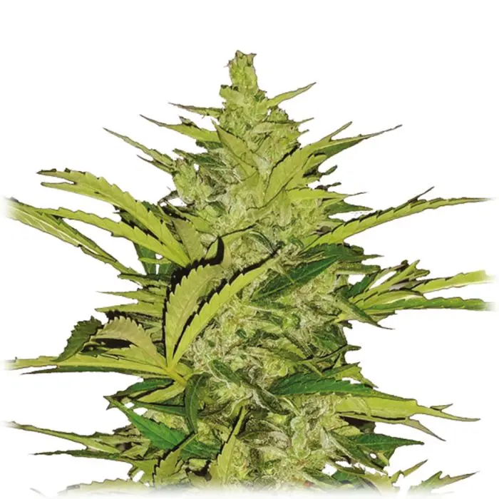 Fast Eddy Automatic CBD (Royal Queen Seeds) 5 zaden
