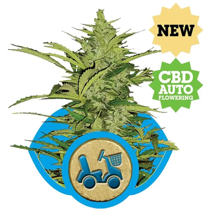 Fast Eddy Automatic CBD (Royal Queen Seeds) 5 zaden