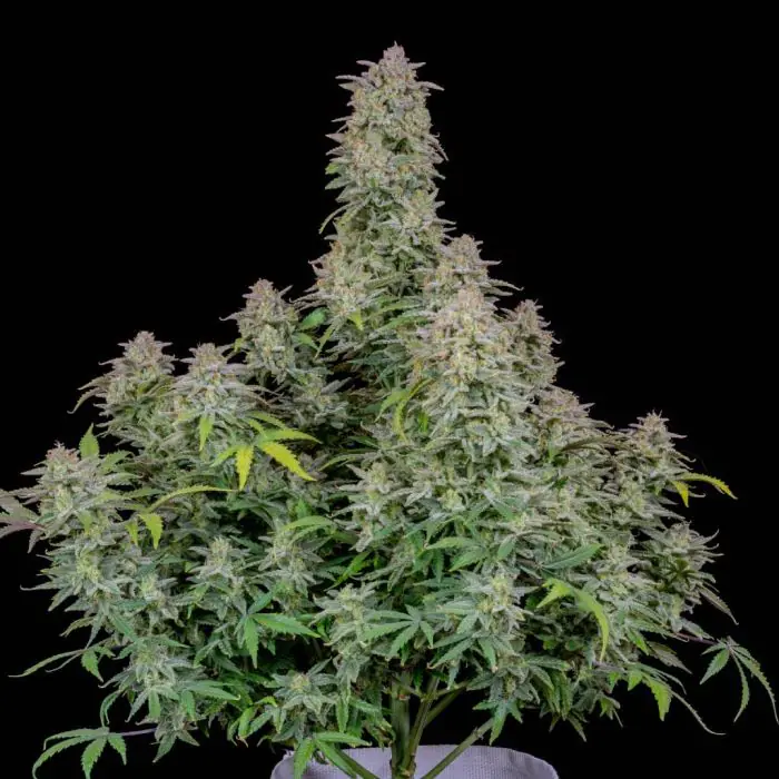 Forbidden Runtz Auto (Fast Buds)