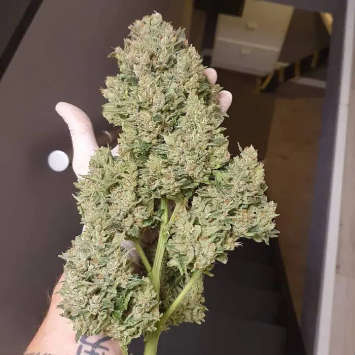 Forbidden Runtz Auto (Fast Buds)