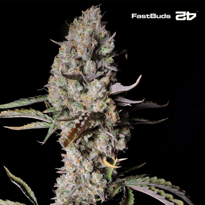 Gorilla Zkittlez Auto (Fast Buds) main product photo