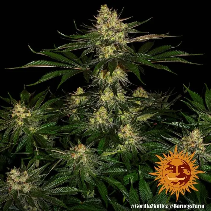 Gorilla Zkittlez (Barney's Farm)