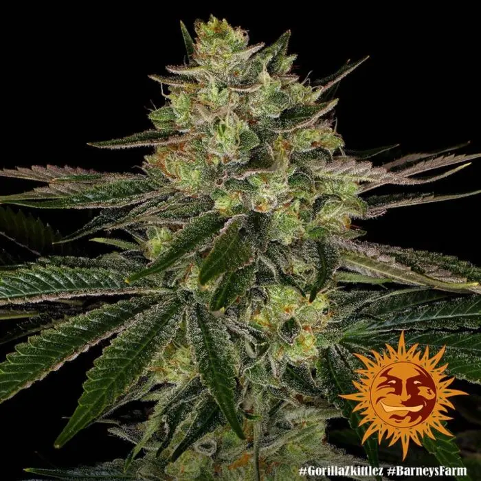 Gorilla Zkittlez (Barney's Farm)