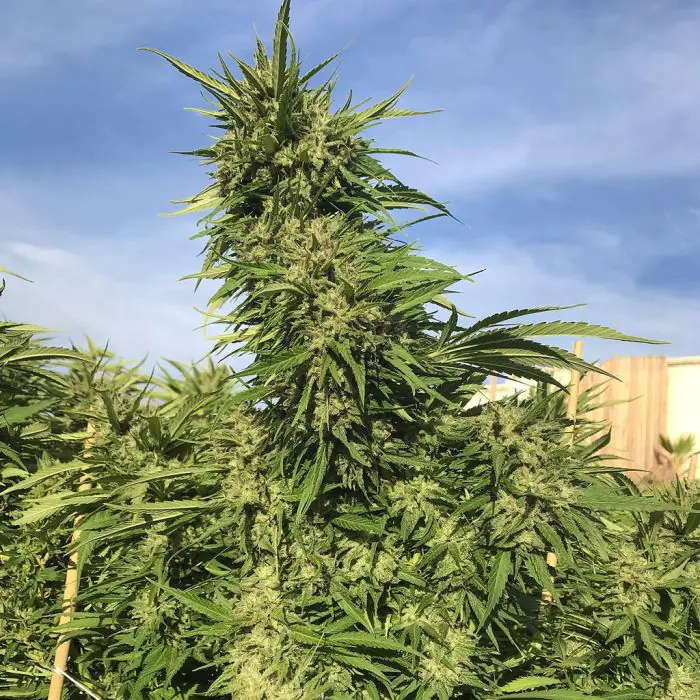 Green Crack (Huismerk)