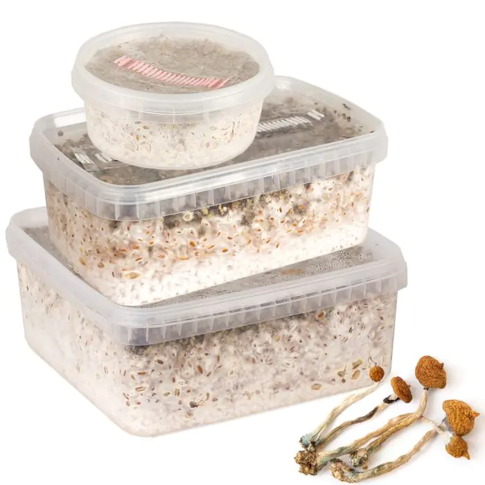 Paddo Kweekset Colombian (Ready-to-Grow Growkit)