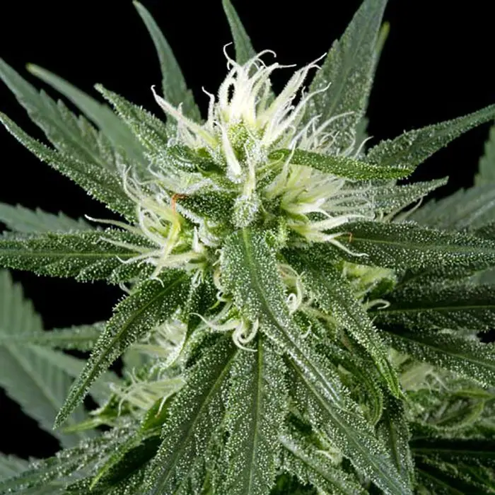 Hawaiian Snow (Greenhouse Seeds) 5 zaden