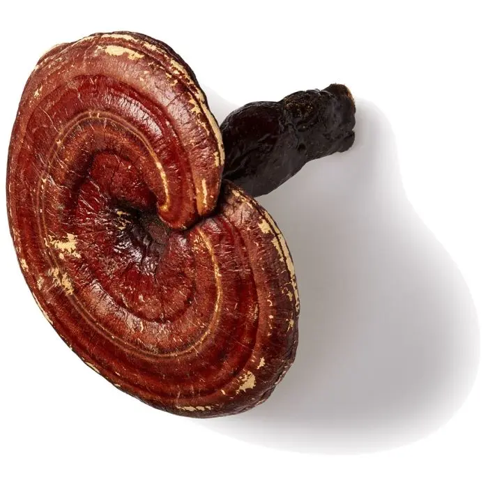 Reishi [Ganoderma lucidum] Bio (Mushrooms For Life) 60 capsules