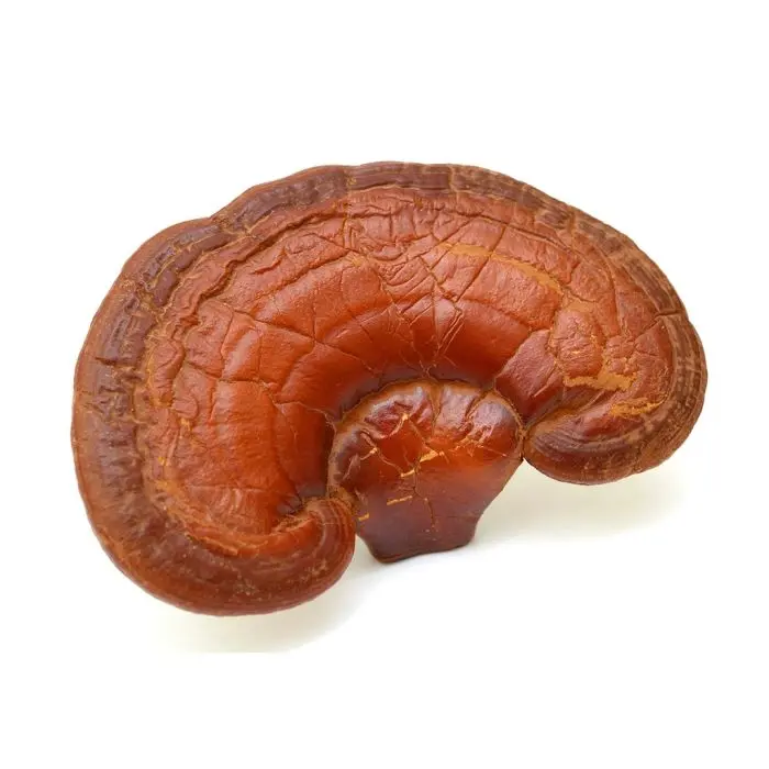 Reishi [Ganoderma lucidum] Bio (Mushrooms For Life) 60 capsules