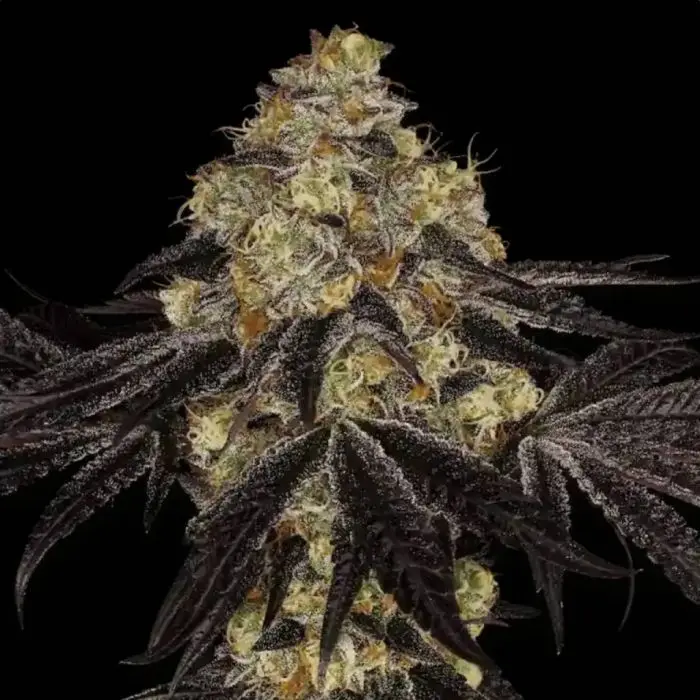 Sunset Paradise (Paradise Seeds)