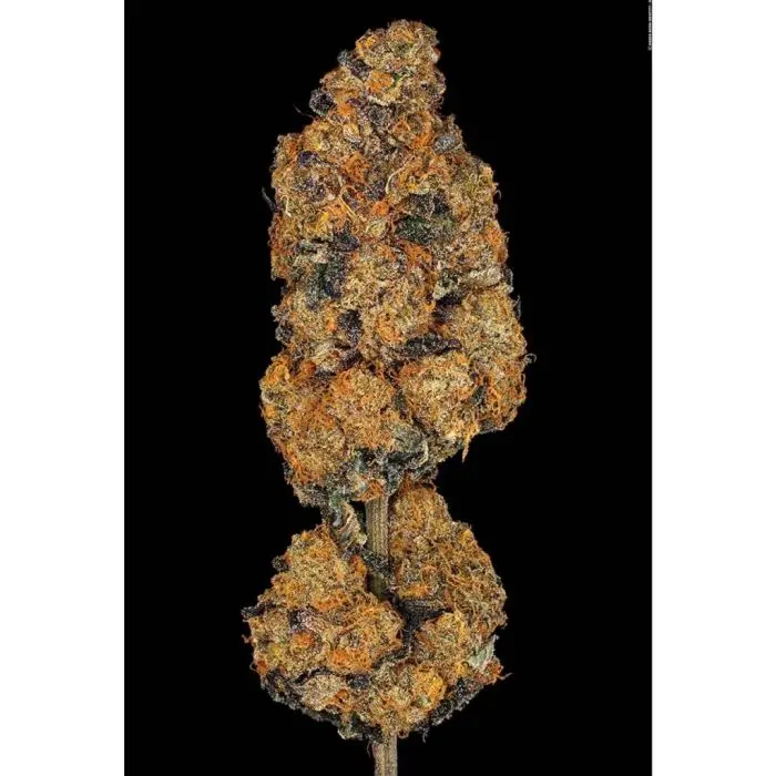 Sunset Paradise (Paradise Seeds)