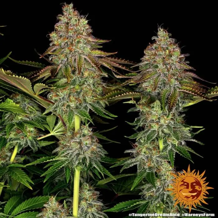 Tangerine Dream Auto (Barney's Farm)
