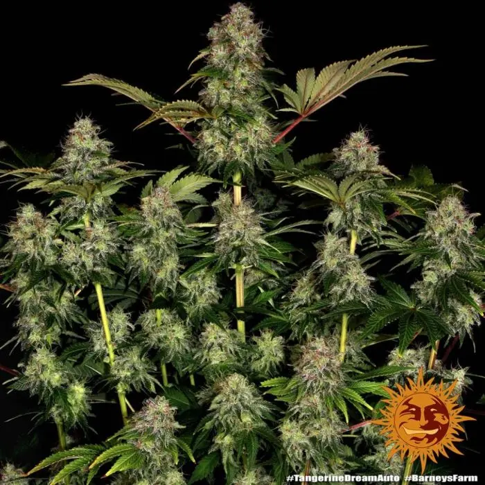 Tangerine Dream Auto (Barney's Farm)