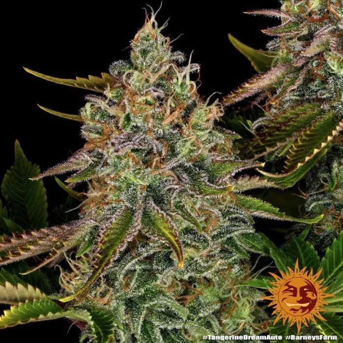 Tangerine Dream Auto (Barney's Farm)