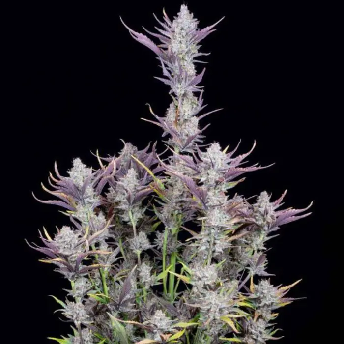 Wedding Glue Auto (Fast Buds)