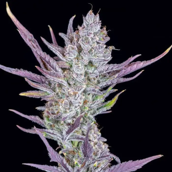 Wedding Glue Auto (Fast Buds)