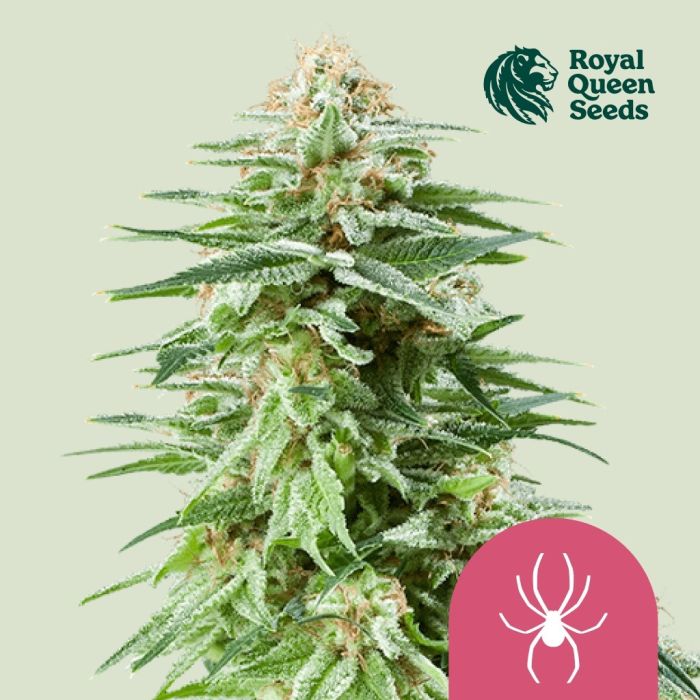 White Widow (Royal Queen Seeds) 5 zaden main product photo