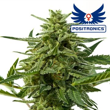 Northern Haze Auto (Positronics) 5 zaden