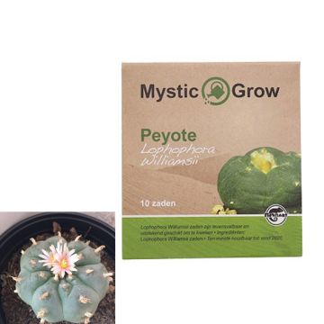 Peyote Mescaline Cactus [Lophophora Williamsii] (Mystic Grow) 10 zaadjes
