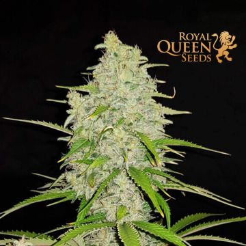 Hulkberry (Royal Queen Seeds) 3 zaden