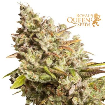 Royal Gorilla (Royal Queen Seeds) 3 zaden