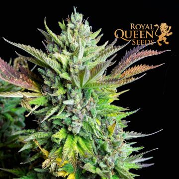 Green Gelato Automatic (Royal Queen Seeds) 3 zaden