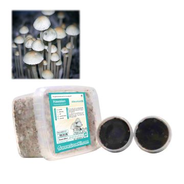 Paddo Kweekset Hawaiian (Copelandia Cyanescens Growkit) 1200 cc