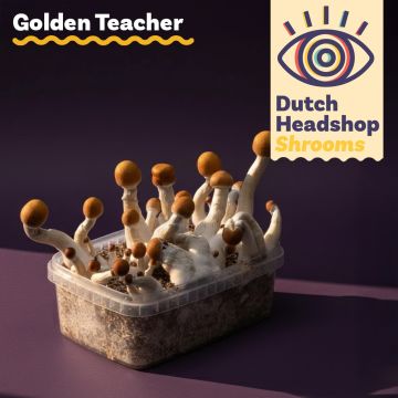 Paddo Kweekset Golden Teacher (Huismerk)