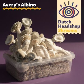 Paddo Kweekset Avery's Albino 1200cc (Huismerk) 