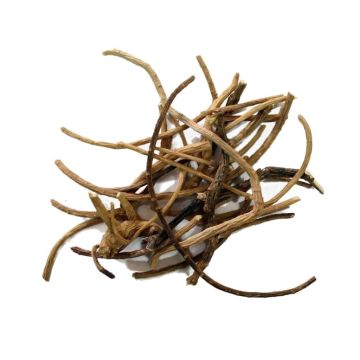 African Dream Root [Silene Capensis] 5 gram