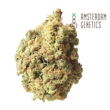 AK-020 (Amsterdam Genetics)