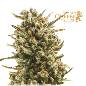 Amnesia Haze Automatic (Royal Queen Seeds) 5 zaden