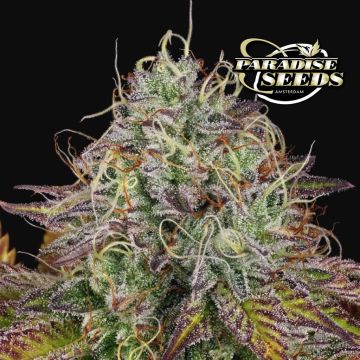 Apricot Candy (Paradise Seeds)