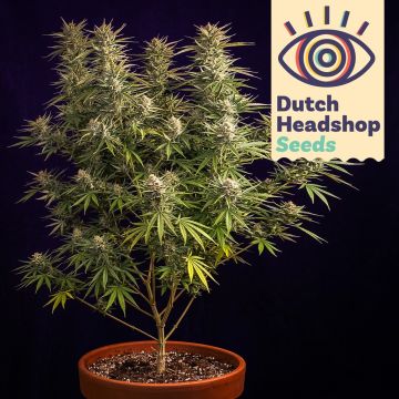 Auto Jack Herer (Huismerk) 